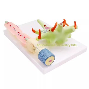 Modè<span class=keywords><strong>le</strong></span> de nerf humain agrandi avec structure de fibres nerveuses |   Modè<span class=keywords><strong>le</strong></span> d'anatomie du <span class=keywords><strong>cerveau</strong></span> humain en 3D pour la neurologie et les aides pédagogiques en biologie scolaire - Product Image 4