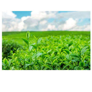 ผงสารสกัดชาเขียวออร์แกนิก 50% โพลีฟีนอล สารสกัดจากใบชาคาเมลเลีย ซิเนนซิส วัตถุดิบสมุนไพรธรรมชาติ วัตถุดิบจากพืช  บรรจุภัณฑ์ขนาดใหญ่ - Product Image 6