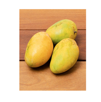 Premium verse Kesar mango, natuurlijke Indiase mango variëteit, zoete smaak, rijk aroma, handgeplukte mango's voor export en groothandel.