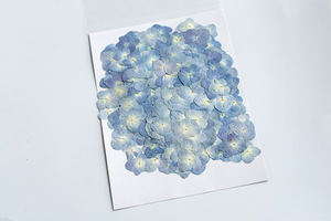 Hydrangea bleu naturel, fournitures pour la création de cartes, bijoux en résine, plante naturelle, fleur pressée véritable, écologique - Product Image 6