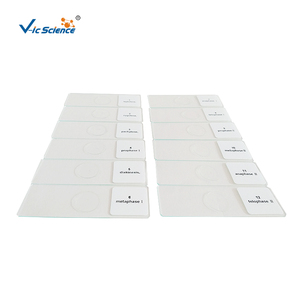 Oferta Especial: Set de Cinco Portaobjetos Preparados de Punta de Raíz de Cebolla para <span class=keywords><strong>Mitosis</strong></span>, Set de <span class=keywords><strong>Mitosis</strong></span> de Cebolla, Set de <span class=keywords><strong>Mitosis</strong></span> Vegetal - Product Image 4