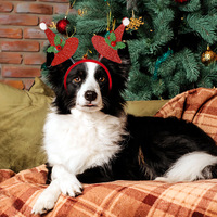 Serre-tête de Noël Pawsun pour animaux de compagnie, motif flocon de neige en feutre, style dessin animé, pour chats et chiens, décorations de fête de fin d'année
