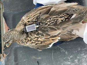 Riple uncuntion alliallium rrsenide Solar oblea AAS Hin ililm ilolar ell - Product Image 2