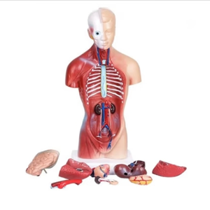 Modelo Anatómico Humano de Alta Gama de 26 CM, Desmontable, 15 Modelos Anatómicos Humanos - Product Image 1