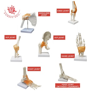 Modè<span class=keywords><strong>le</strong></span> d'articulation humaine Ligament <span class=keywords><strong>Squelette</strong></span> en plastique <span class=keywords><strong>du</strong></span> genou, main, <span class=keywords><strong>pied</strong></span>, hanche, épaule, os <span class=keywords><strong>du</strong></span> coude Ressources pédagogiques - Product Image 6