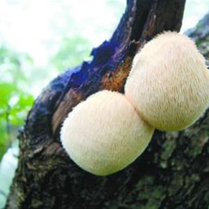 Extracto a granel puro de <span class=keywords><strong>Hericium</strong></span> <span class=keywords><strong>Erinaceus</strong></span> Lions Mane <span class=keywords><strong>Hericium</strong></span> <span class=keywords><strong>Erinaceus</strong></span> - Product Image 4