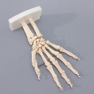 Modello Anatomico del Corpo Umano a Grandezza Naturale in PVC, con Articolazioni e Strutture Ossee della Mano Mobili, per Formazione Medica - Product Image 6
