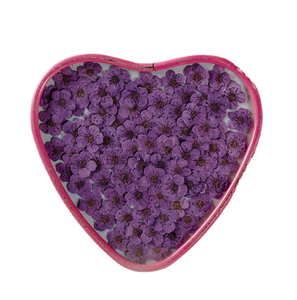 Fiori di Narciso Veri Pressati, Adesivi di Narcisi Essiccati per Creazioni Fai-da-Te in Resina Epossidica, Natale, Laurea, San Valentino, Halloween, Pasqua - Product Image 1