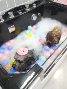Bañera de Spa <span class=keywords><strong>para</strong></span> perros MT Medical, <span class=keywords><strong>baño</strong></span> <span class=keywords><strong>para</strong></span> mascotas, lavado de piscina, aseo <span class=keywords><strong>para</strong></span> perros, bañeras de lavado, bañera <span class=keywords><strong>para</strong></span> mascotas, <span class=keywords><strong>baño</strong></span> <span class=keywords><strong>para</strong></span> perros - Product Image 5