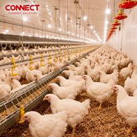 Équipement complet et fonctionnel pour l'élevage de poulets de chair, projet clé en main de poulailler moderne pour investissement agricole