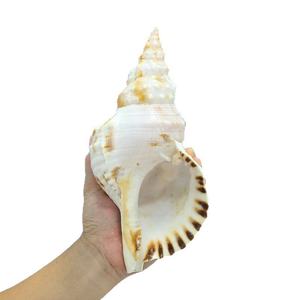 핫 세일 큰 광택 천연 흰색 소라 조개 진짜 터치 자연 모양 가정 및 결혼식 장식 예술 공예 및 DIY - Product Image 2