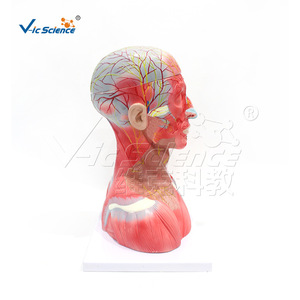 VIC159 Modèle des muscles, des vaisseaux sanguins, des nerfs et du cerveau de la tête et du cou : Structure des organes humains - Product Image 3