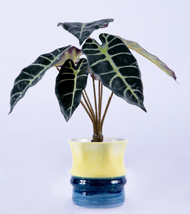 Haute Assurance Artificielle Verdure Eau <span class=keywords><strong>Arum</strong></span> Feuille <span class=keywords><strong>Pot</strong></span> <span class=keywords><strong>En</strong></span> Céramique Décoration De Bureau À Domicile avec Des Branches De Fleurs Ornement Extérieur - Product Image 4