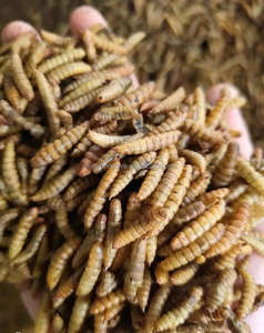 Larva BSF Kering Alami - Camilan Sehat untuk Tokek & Katak - Product Image 6