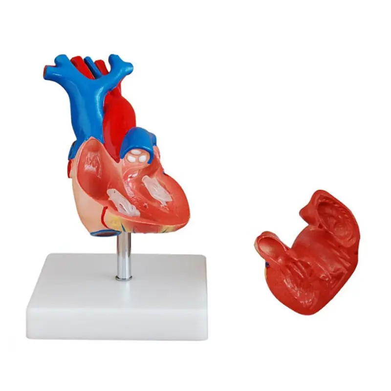 Medical Science Teaching Life-Size Anatomical Human Heart Model