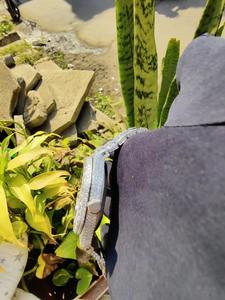 Proveedor indio de relojes de acero inoxidable con diamantes VVS y función de fecha para uso en la oficina y viajes, disponible para la venta. - Product Image 4