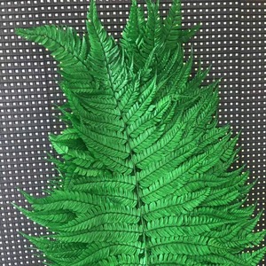 Feuilles <span class=keywords><strong>de</strong></span> fougère séchées naturelles en gros pour la décoration intérieure – Grandes feuilles <span class=keywords><strong>de</strong></span> fougère préservées - Product Image 2