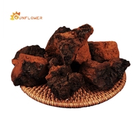 Vente en gros de thé aux champignons chaga sibérien d'origine russe sauvage