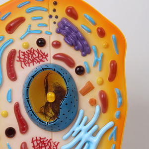 Sinh học dụng cụ giảng dạy thiết bị giáo dục có thể tháo rời phóng to Kích thước mô hình tế bào động vật sinh học giảng dạy Tài Nguyên - Product Image 5