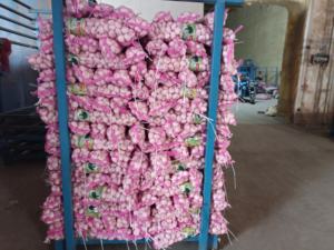 Suministro de ajo de China al mercado mexicano 5,5 cm Ajo blanco orgánico Ajo fresco al por mayor Proveedor de China para exportación - Product Image 2