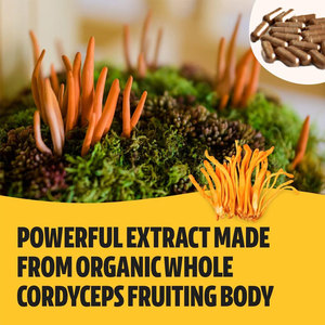 Chất lượng cao bổ sung chiết xuất thảo dược 3000mg Cordyceps Sinensis chiết xuất Capsule - Product Image 6