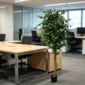Directly From the Factory Ficus Pandurata Suitable As Indoor and Outdoor Decoration Durable and Evergreen - Product Image 6