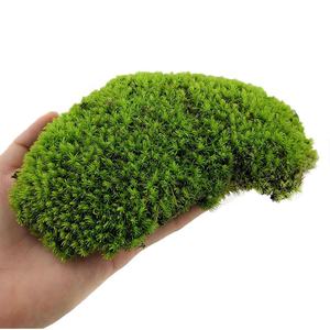Mousse au perche vert naturel, 1 unité, vraie mousse, stable, pour décoration murale intérieure, Art Feng Shui - Product Image 3