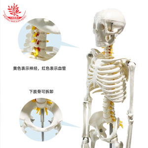 Modèle de squelette humain de 85 cm FRT005 : Méthode pédagogique pour l'assemblage de la moelle épinière, comprend un nerf spinal et un modèle squelettique - Product Image 4