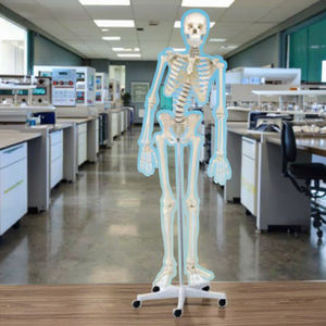 Modelo Anatómico Educativo de Esqueleto Humano Femenino de Tamaño Real con Curvatura Espinal, Ciencia Médica, Vic Science VIC-D001B - Product Image 3