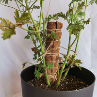 Bâton de coco en fibre de coco pour plantes grimpantes, support de croissance pour plantes, tuteur en mousse de coco pour jardin