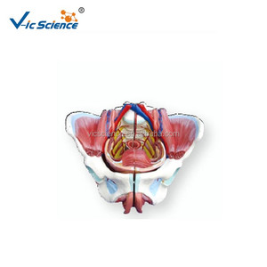 แบบจำลองกระดูกเชิงกรานหญิง แบบจำลองกายวิภาคศาสตร์หญิง สำหรับนักเรียนและแพทย์ แบบจำลองทางกายวิภาคเพื่อการเรียนการสอน - Product Image 1