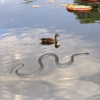 Funny Scary Snake String Clip Prop Pratique Blague Gag Avec Serpent Réaliste Fait String Clips