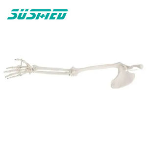 Медицинская обучающая модель человеческого скелета на руку с костью верхней конечности - Product Image 6