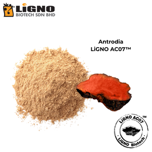 สารประกอบแอคทีฟมาตรฐาน LiGNO AC07 Antrodia Camphorata สำหรับอาหารเพื่อสุขภาพ ได้รับการรับรองฮาลาลและโคเชอร์ รับผลิตแบบ OEM - Product Image 2