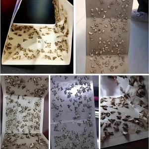 Pièges à mites en papier adhésif pour la lutte antiparasitaire des mites des vêtements, des armoires et des garde-manger, vente en gros - Product Image 6