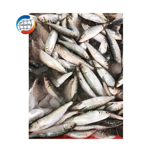 <span class=keywords><strong>Sardines</strong></span> congelées de haute qualité Sea Catch WR, produits de <span class=keywords><strong>la</strong></span> <span class=keywords><strong>mer</strong></span> en vente, prix d'usine en promotion - Product Image 6