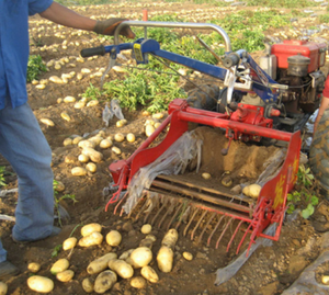Vente directe d'usine petite récolteuse de pommes de terre agricole récolteuse de patates douces de haute qualité - Product Image 6