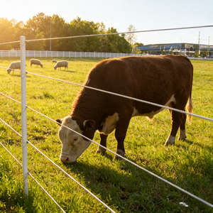 Postes de Cerca Eléctrica Temporal de Fibra de Vidrio, Postes de Cerca de Fibra de Vidrio al por Mayor - Product Image 6