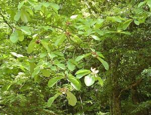 Estratto di corteccia di Magnolia magnololo magnololo + hnokiol polvere - Product Image 6
