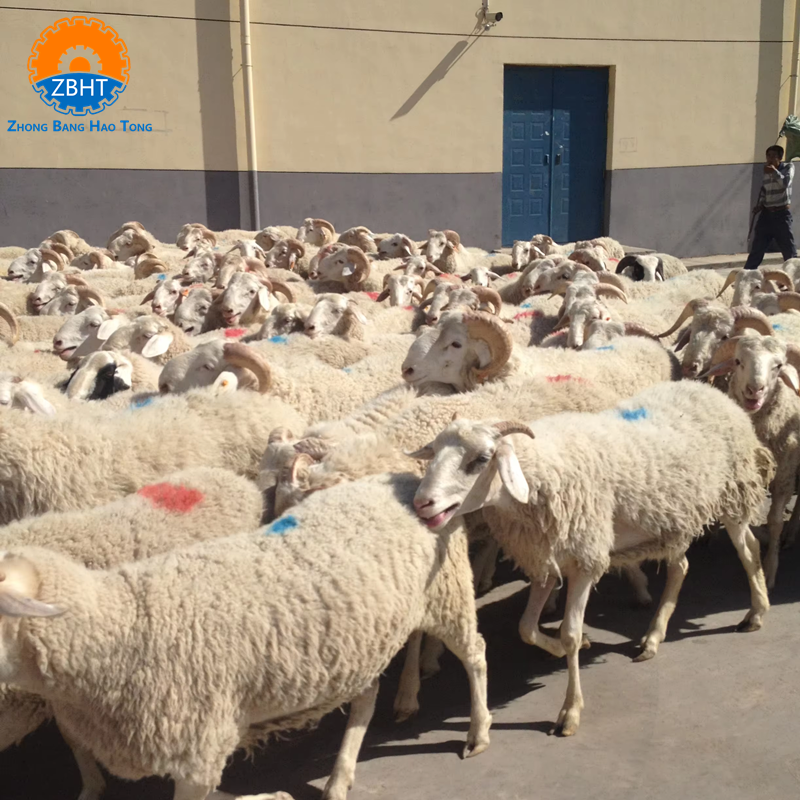 Halal Sheep and Goat Slaughter Line