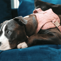Gilet classique en tweed marron Oxford personnalisé sans traction pour animaux de compagnie harnais pour chien réglable avec corde de traction ensemble de laisses de luxe 2 en 1