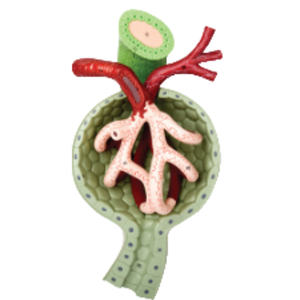 Modelo de Glómero Ampliado de Alta Calidad 700X Tamaño Real para Enseñanza Médica, Venta Caliente, Ciencia Médica para Entrenamiento - Product Image 1