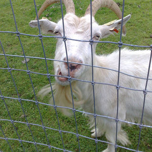 Panneaux de clôture pour bétail en treillis galvanisé à nœuds fixes, 844 pieds, 5 pieds, pas cher, pour ferme - Product Image 5