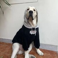 Sudadera de Lujo para Perro con Bloques de Color, Forro Polar Ecológico, Diseño Minimalista y Estilo Deportivo
