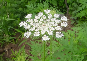 Kosher/ハラール認定食品グレードCnidium Monnieri果実エキス10% 20% 98% Ostholeパウダー - Product Image 2