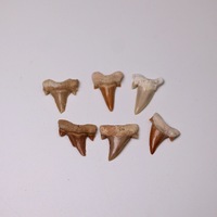 Spécimen paleontologique marocain de dent de requin brut pour l'enseignement et la formation géologique