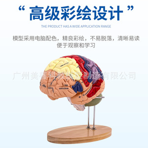 Modèle d'artère cérébrale à 4 parties avec grossissement 2x, modèle de vaisseaux sanguins cérébraux, modèle d'anatomie du cerveau humain neurologique - Product Image 5