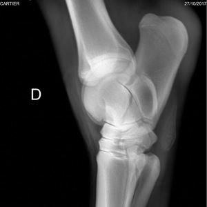 Rilevatore Digitale a Pannello Piatto 14 <span class=keywords><strong>X</strong></span> 17 v per Software Veterinario e Umano con Impugnatura, Rilevatore per Macchina Radiografica a Pannello Piatto - Product Image 5