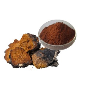 GANOHERB Extractos De Plantas Pó De Extrato De Cogumelo Chaga 10KG Barril Amostra Disponível Extrato De Cogumelos Em Pó - Product Image 3