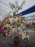 Bunga Hias Bougainvillea Kelopak Ganda Warna Putih Ungu Oranye-Berbilang Warna Tanaman Bonsai